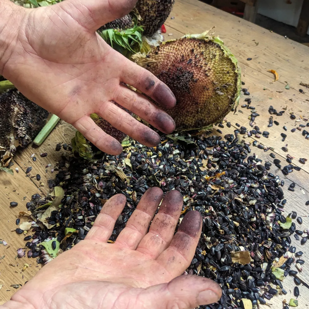 gros plan sur les mains du semencier, elles sont tachées de violet car comme on apperçoit toutes les graines sur la table on comprend qu'il vient de terminer un gros boulot