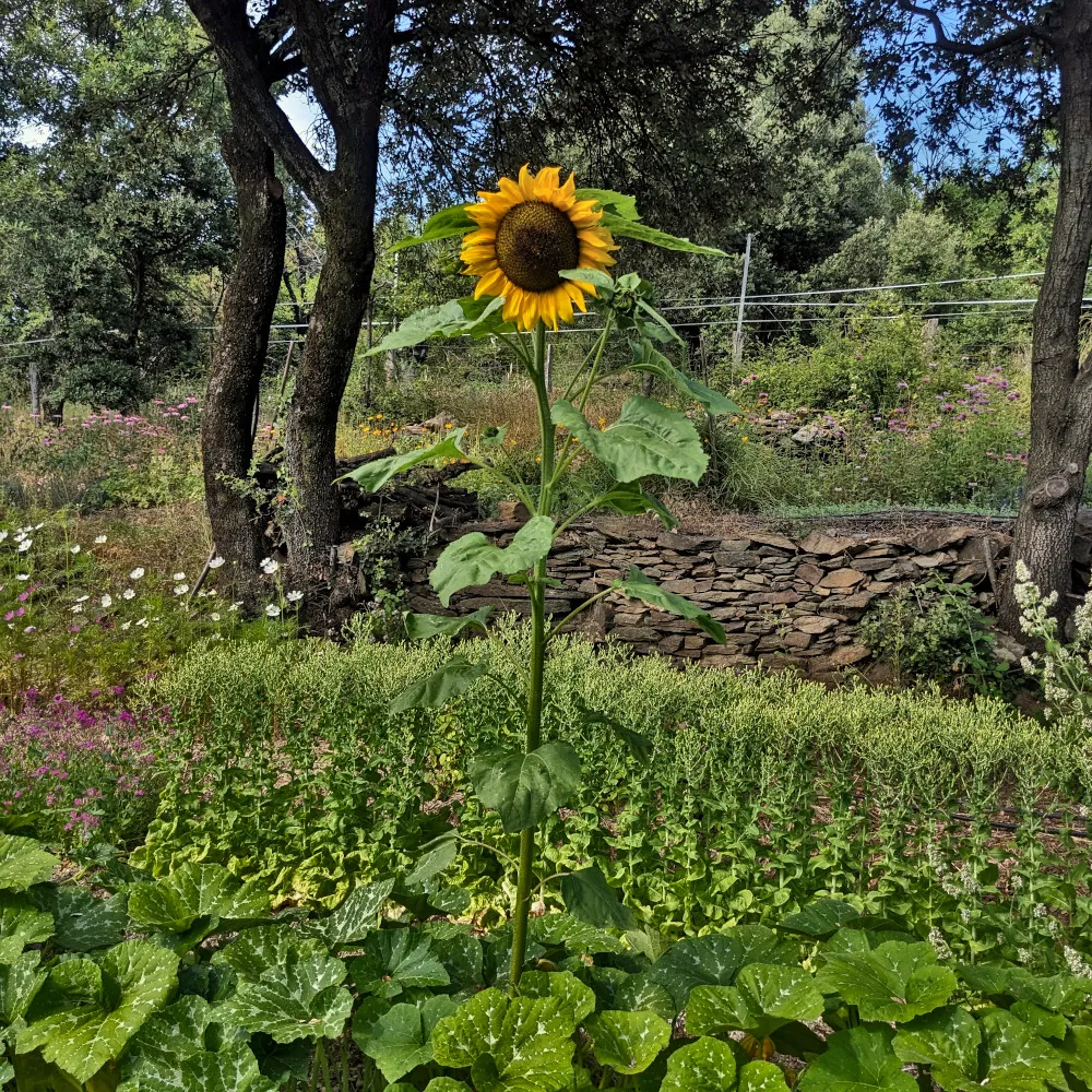 On voit un pied de tournesol en fleur dans un champ de courge avec un petit mur en pierres sèches en arrière plan