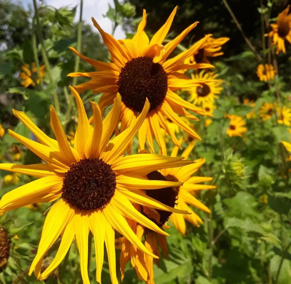 L'image montre trois belle fleurs de tournesol jaunes