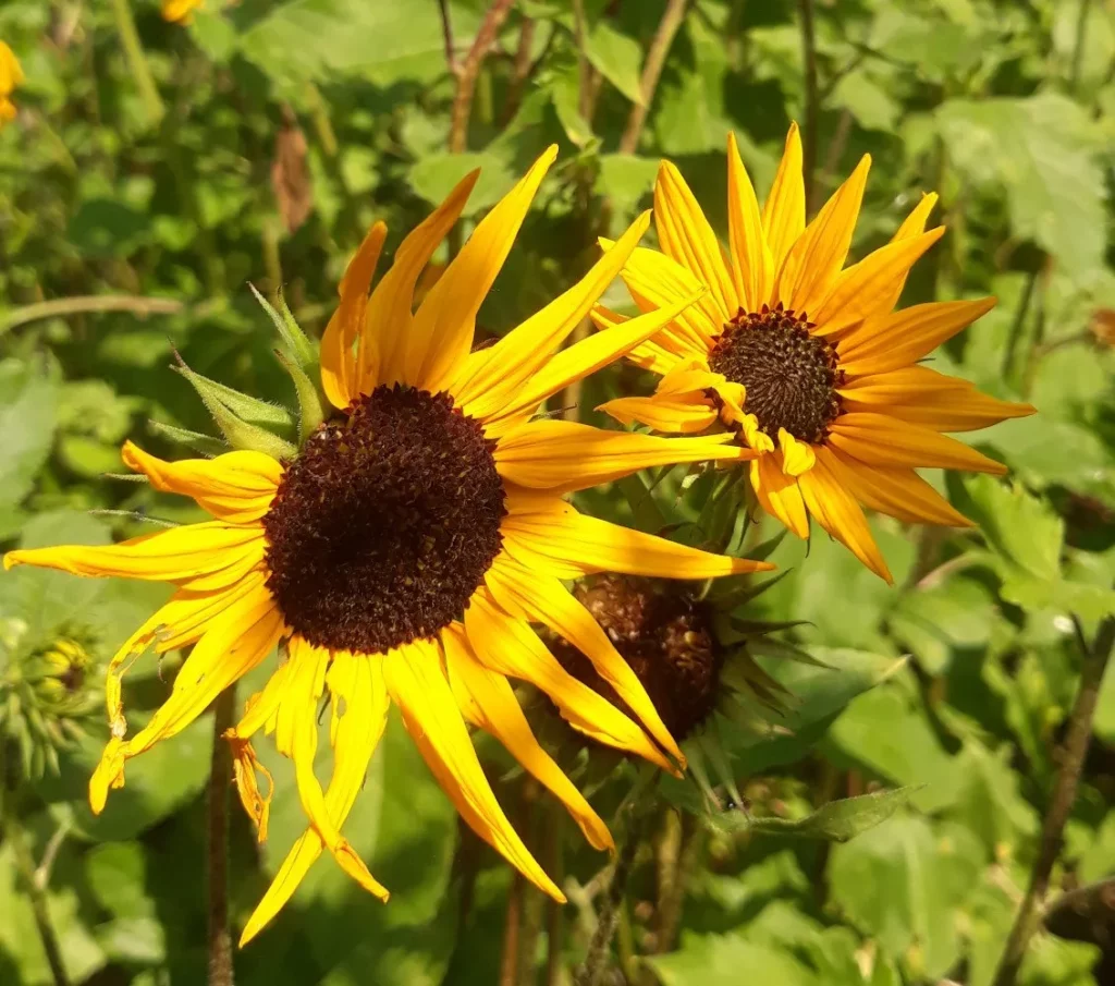 L'image montre des fleurs de tournesol dans le jardin de Pensez Sauvage