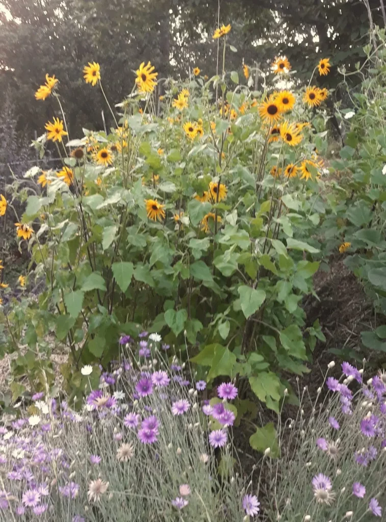 L'image montre des plants de tournesol à petites fleurs jaunes au millieu des autres fleurs du jardin