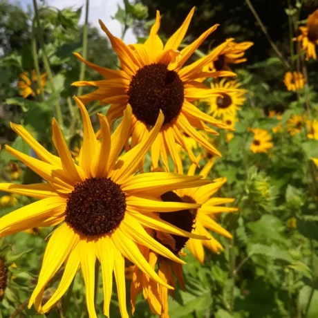 L'image montre trois belle fleurs de tournesol jaunes