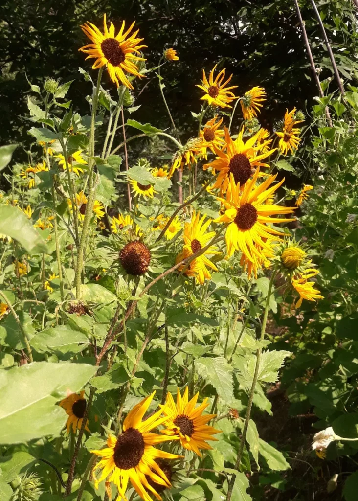 L'image montre des plants de tournesol à petites fleurs jaunes