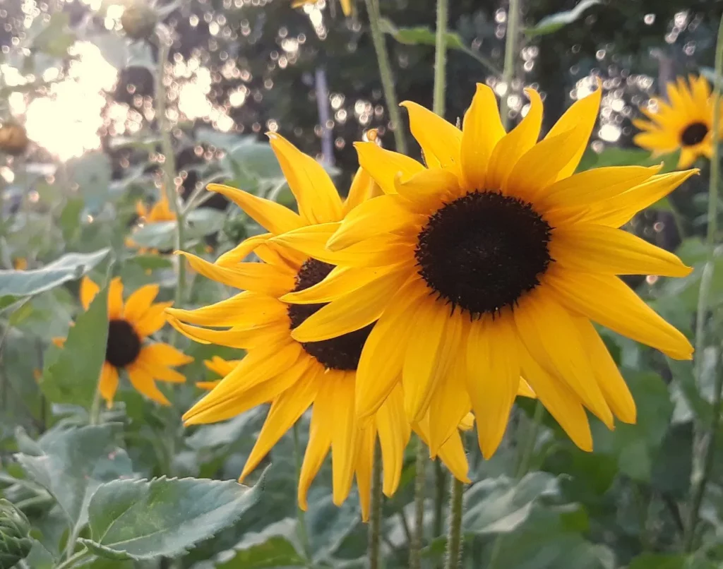 Le tournesol à petites fleurs jaunes attire les papillons