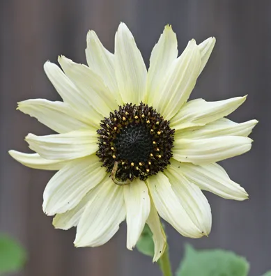 Graines biologiques reproductibles de Tournesol Italian White - Pensez Sauvage