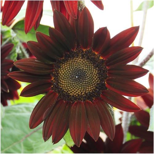 Graines biologiques reproductibles de Tournesol "Red Sun" - Pensez Sauvage