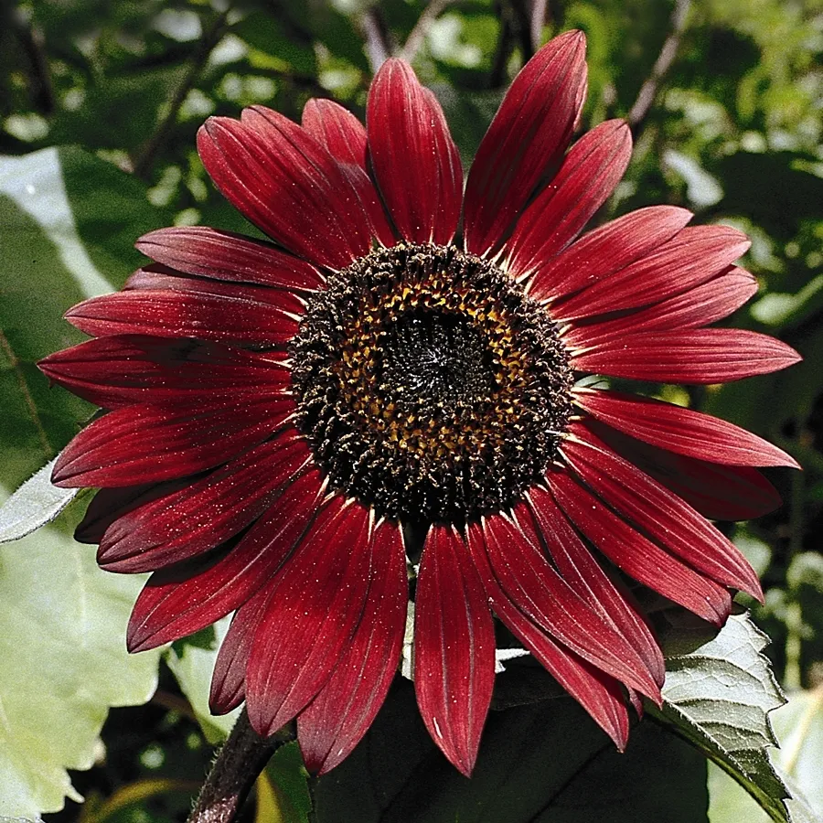 Graines biologiques reproductibles de Tournesol "Red Sun" - Pensez Sauvage