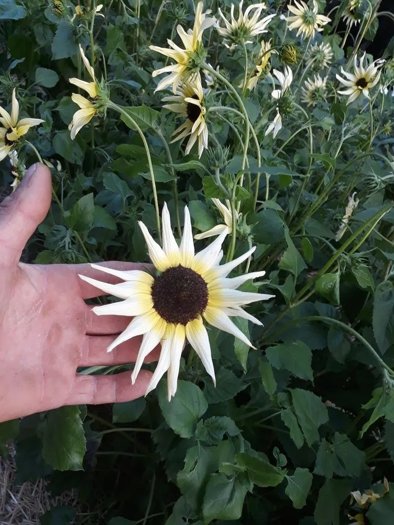 graines biologiques et reproductibles de tournesol vanilla ice