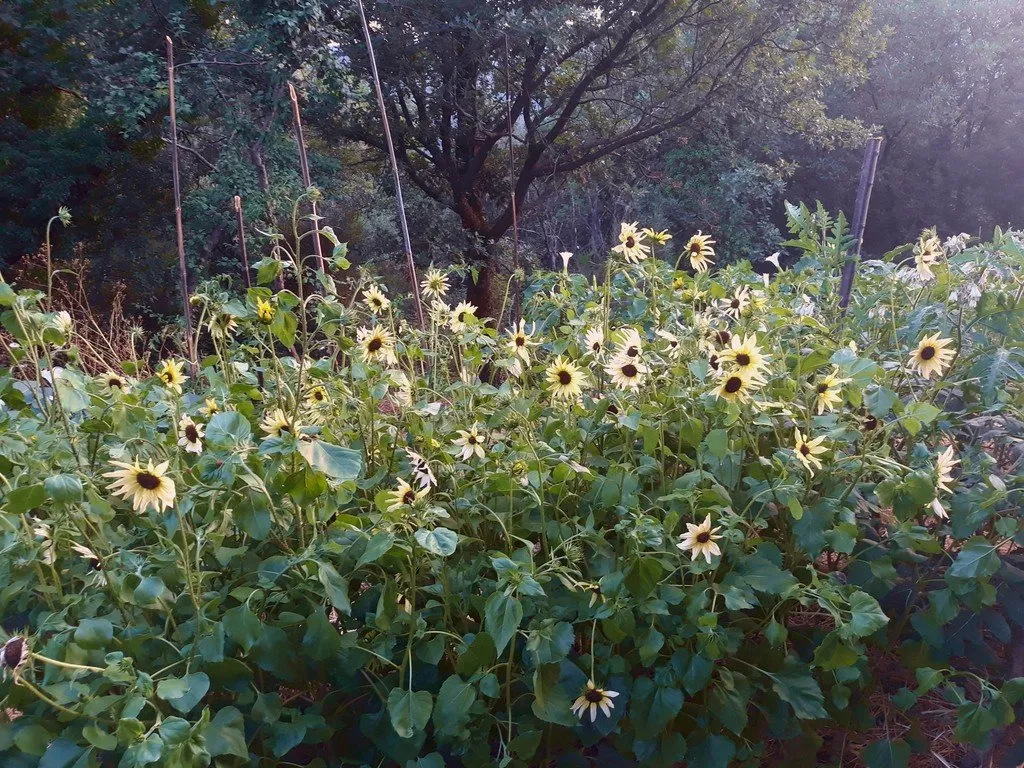 semences paysannes de tournesol vanilla ice
