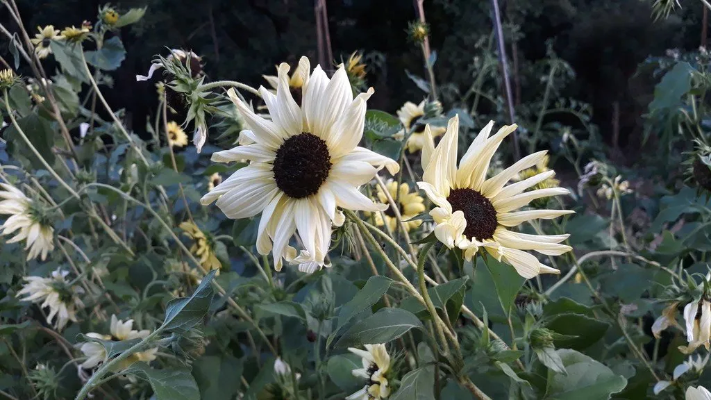 graines paysannes biologiques et reproductibles de tournesol debilis