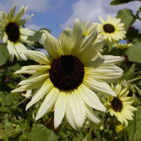 graines paysannes biologiques et reproductibles de tournesol vanilla ice