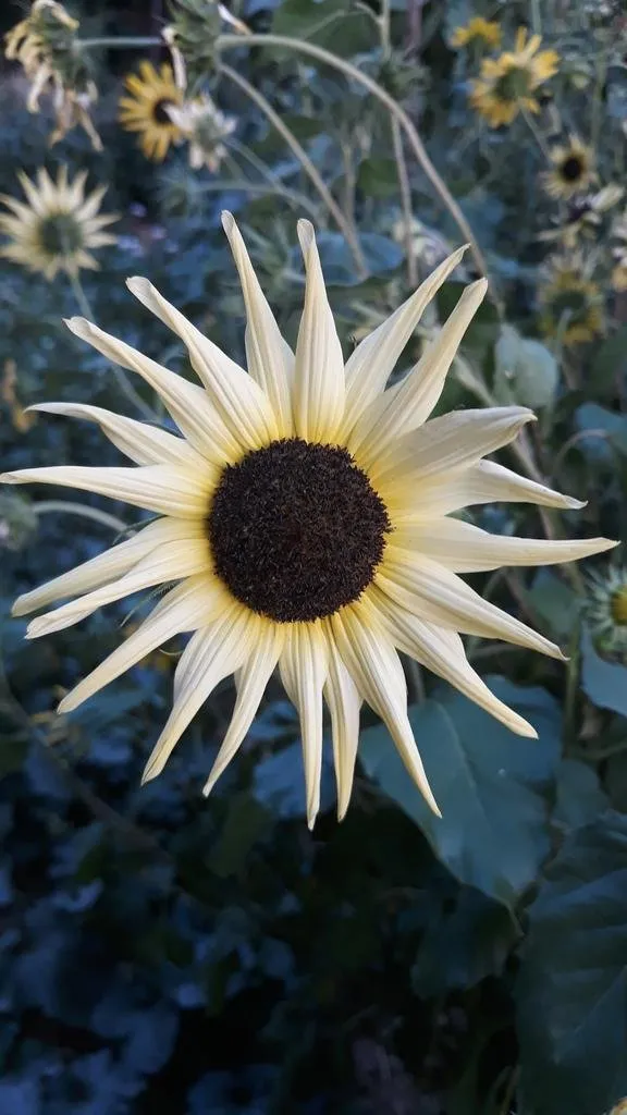 semences biologiques et reproductibles de tournesol vanilla ice
