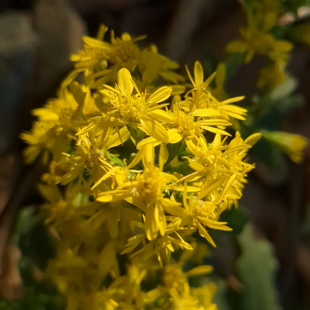 L'image montre un gros plan de fleurs de Verge d'or