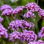 Verveine de Buenos Aires