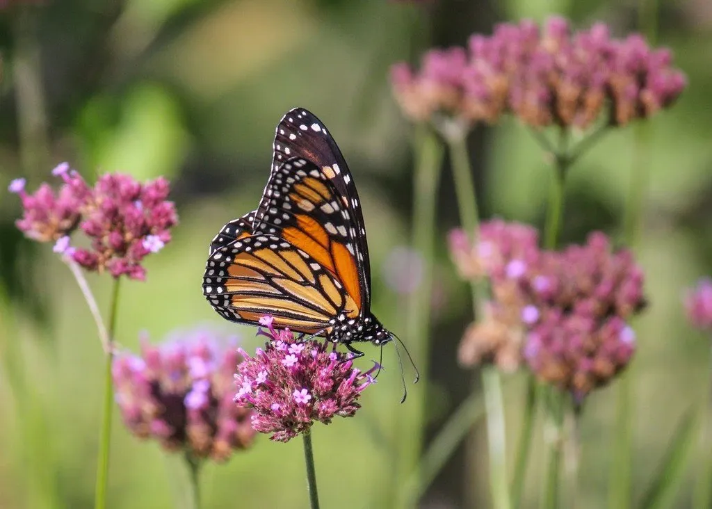 L'image montre un papillon qui se pose sur une fleur de verveine de Buenos Aires