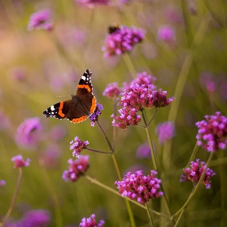 L'image montre un beau papillon sur une fleur violette de Verveine de Buenos Aires