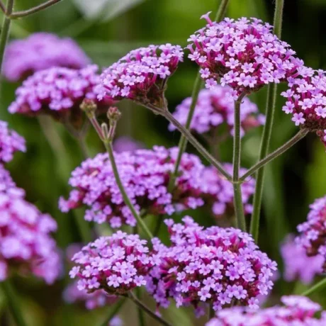 graines biologiques et reproductibles de Verveine de Benos Aires