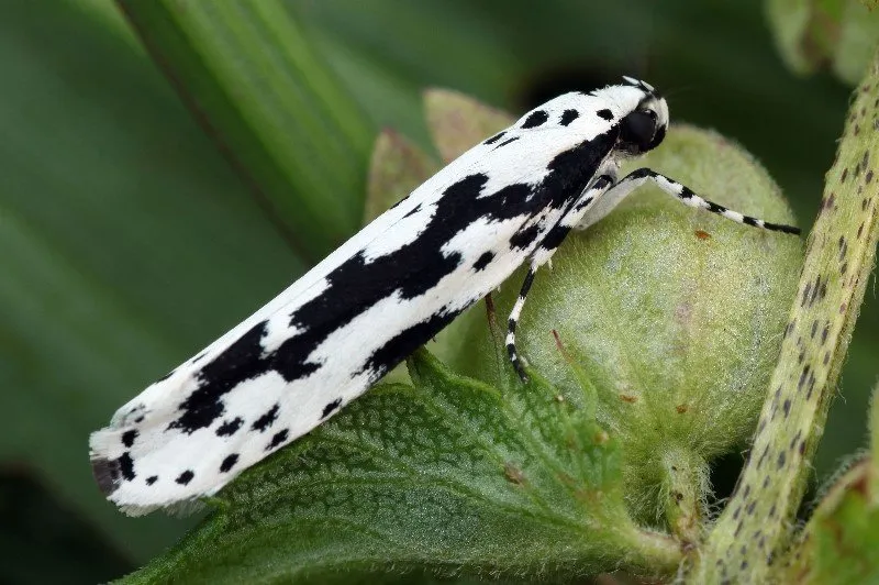 L'image montre un papillon blanc avec des taches noires il sagit de Ethmia Pusiella
