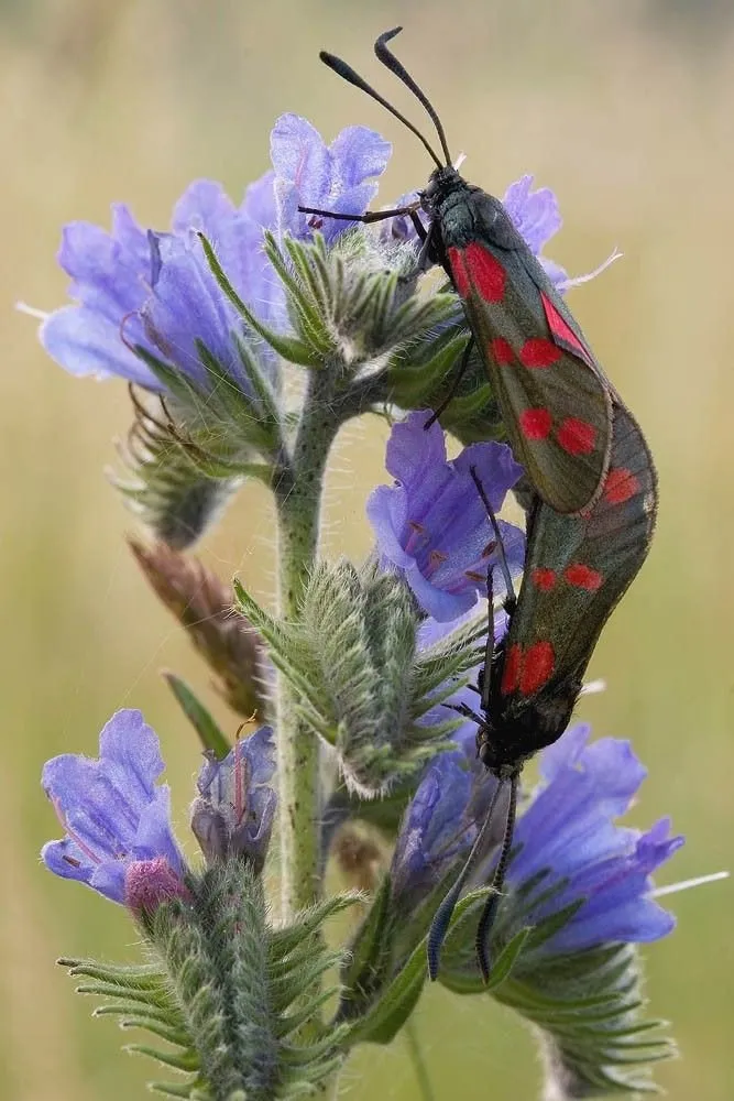 L'image montre des papillon sur une fleurs de vipérine, les papillons sont noir et rouge