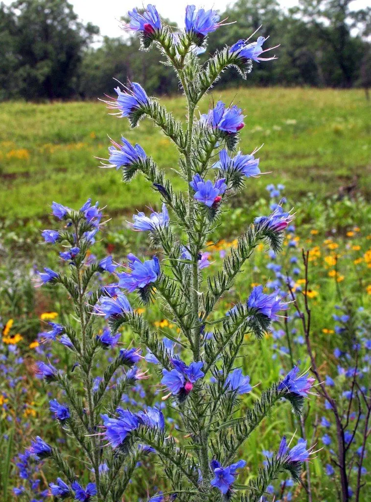 L'image montre un plant de viperine dans un pré