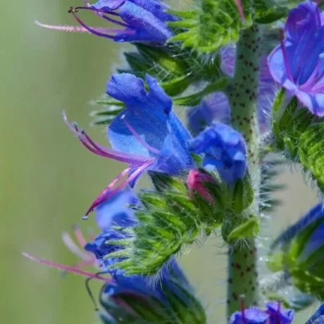 graines biologiques et reproductibles de viperine