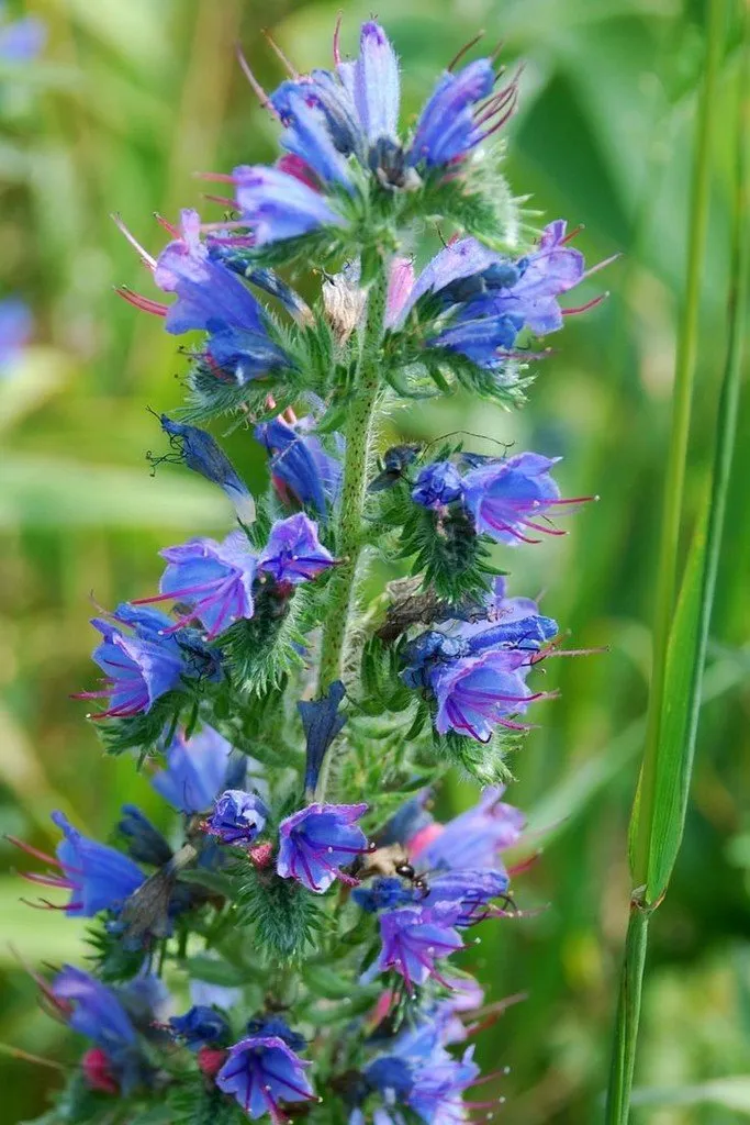 L'image montre une hampe florale de viperine avec ses fleurs bleues