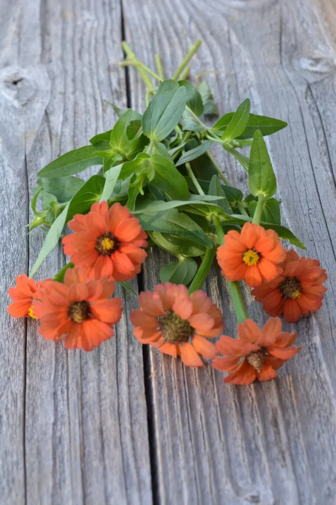 Le zinnia joyau des Andes est une plante originaire du Mexique
