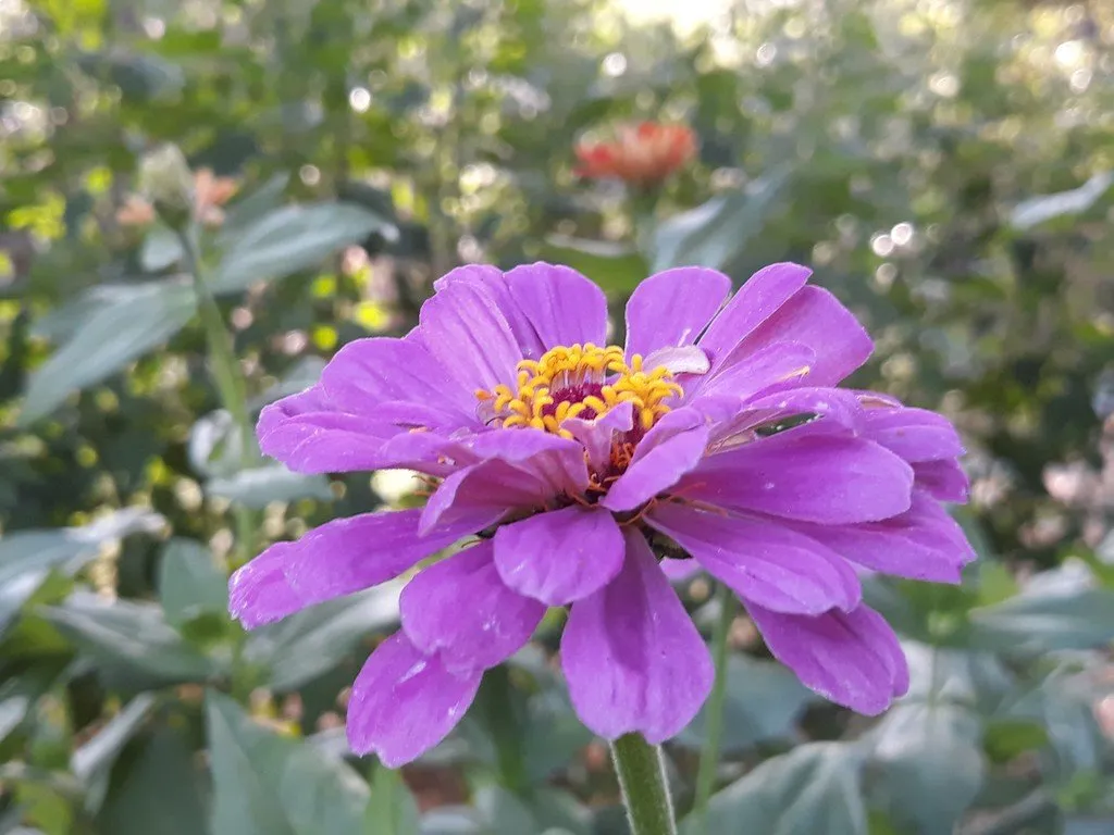 graines biologiques et reproductibles de zinnia "love power"