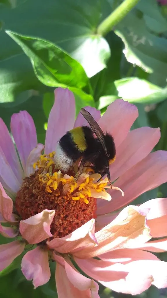 graines biologiques de zinnia "love power"