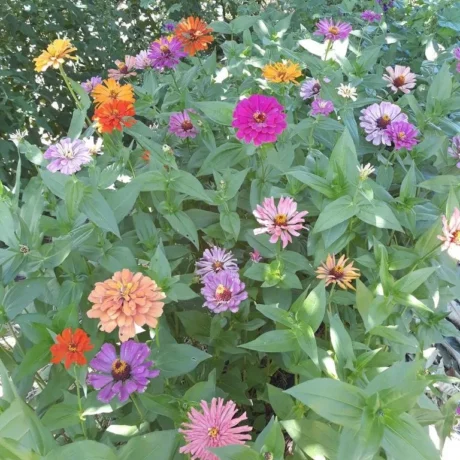 Une grosse touffe de zinnia "love power"