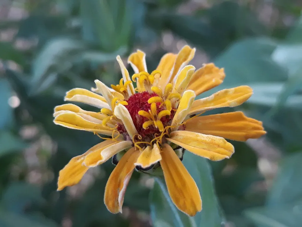 semences paysannes de zinnia "love power"