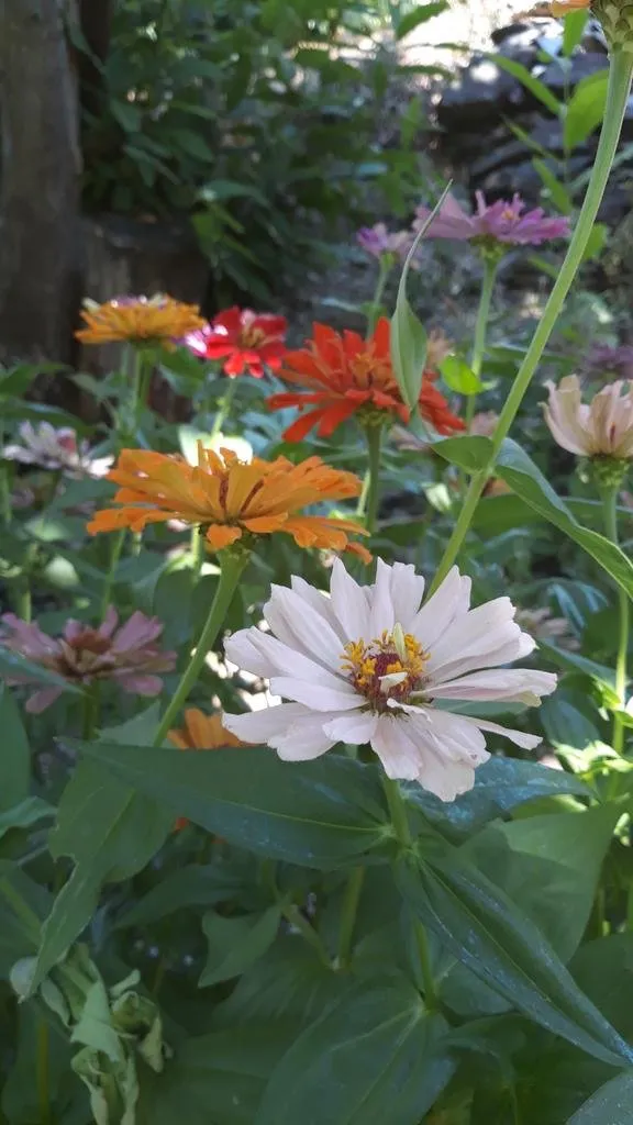 graines paysanne de zinnia "love power"