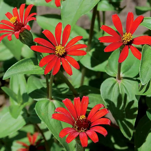 Graines biologiques reproductibles de Zinnia "Red Spider" - Pensez Sauvage